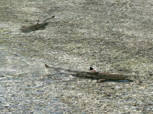 07- Deux requins pointe noire devant le bungalow 